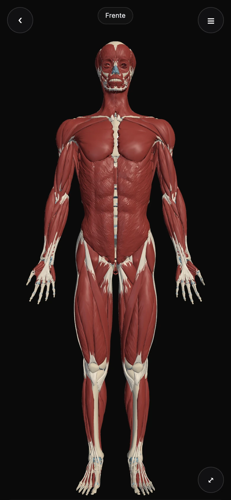 Tela do Atlas de Anatomia 3D no celular: o corpo humano inteiro em vista frontal, com a camada muscular ligada