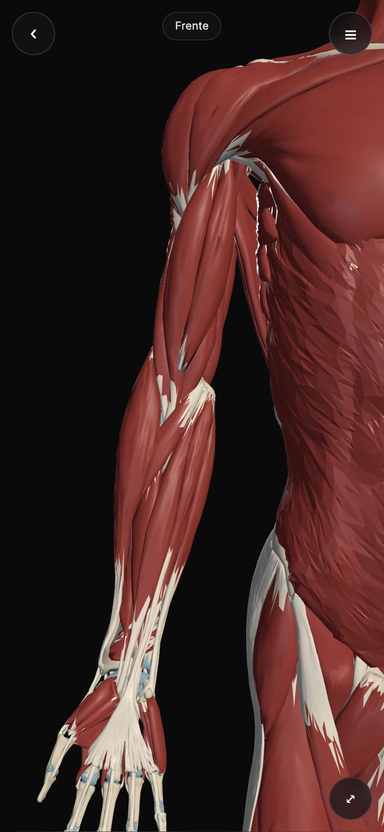 Braço e antebraço aproximados no Atlas: os ventres musculares em vermelho e os tendões em branco marfim até o punho